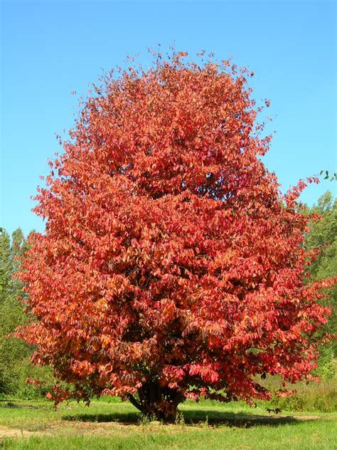 Parrotia persica | Persian ironwood - Van den Berk Nurseries