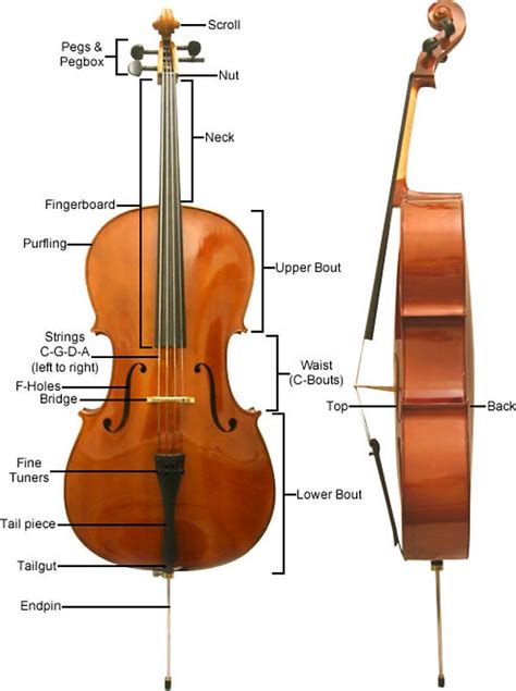 How to Tune Your Cello | Cello Academy Hawaii