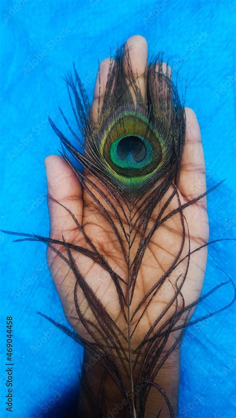 peacock feather close up Stock Photo | Adobe Stock