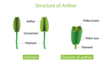 Pollen grains are produced in stamens/anther.