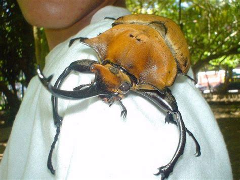 Rhinoceros beetle hitching a ride in Costa Rica These harmless beetles ...