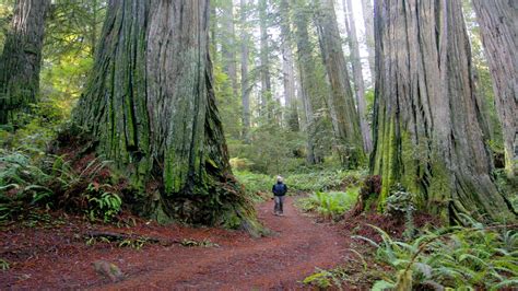 Redwood Forest Wallpapers - Wallpaper Cave