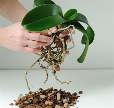 Orchid Phalaenopsis Planting, Soil, Root And Moss Stock Image - Image of exotic, houseplant ...