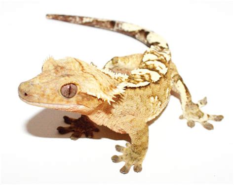 Crested Gecko Morph Madness - Reptiles Magazine