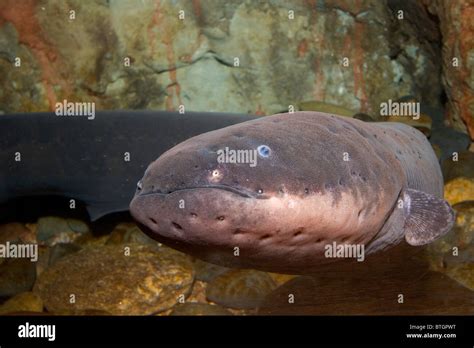 Electric eel, Electrophorus electricus, Amazon River basin Stock Photo - Alamy