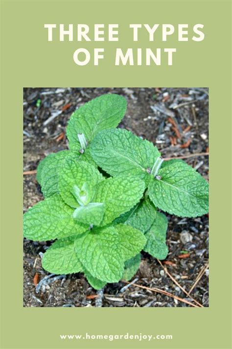 Three Types of Mint - Home Garden Joy