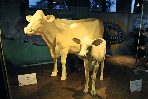 The Iconic Ohio State Fair Butter Cow