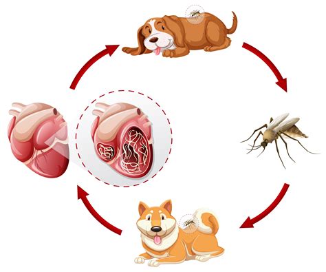 Heartworm Life Cycle