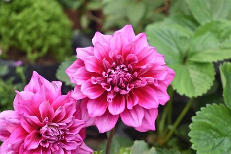 Flower Dahlia Pink · Free photo on Pixabay