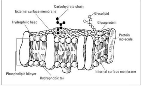 Diagram Of Fluid Mosaic Model | My XXX Hot Girl