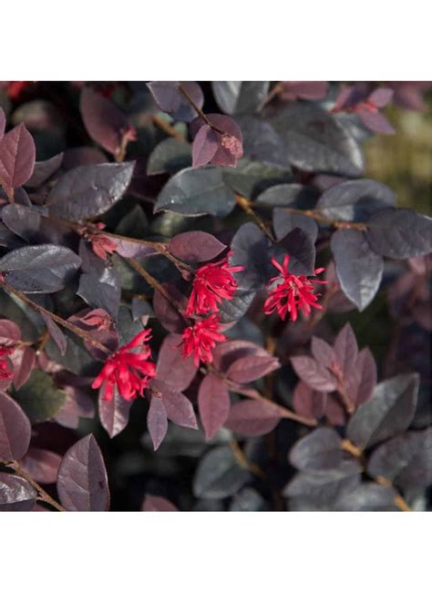 Loropetalum | Liberty Landscape Supply