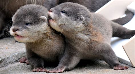 Edge Of The Plank: Cute Animals: Baby Sea Otters