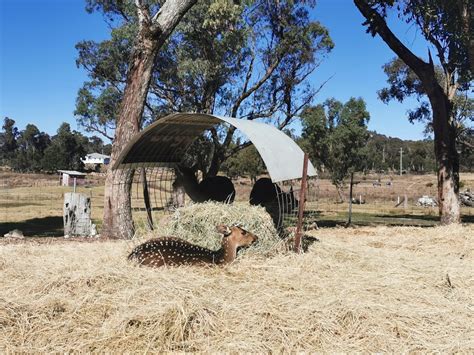 Camping | Sommerville Valley Tourist Park, Stanthorpe, QLD | Rafol.ph