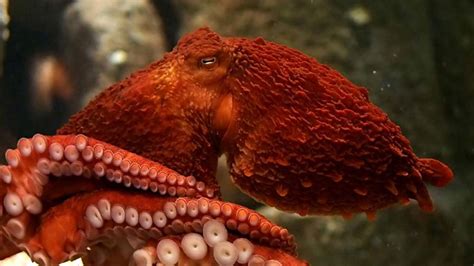 Giant Pacific Octopus