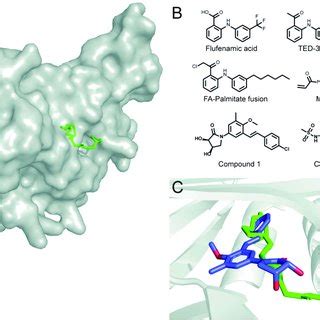 (A) Surface structure of the palmitate-bound TEAD (PDB ID: 3KYS).... | Download Scientific Diagram