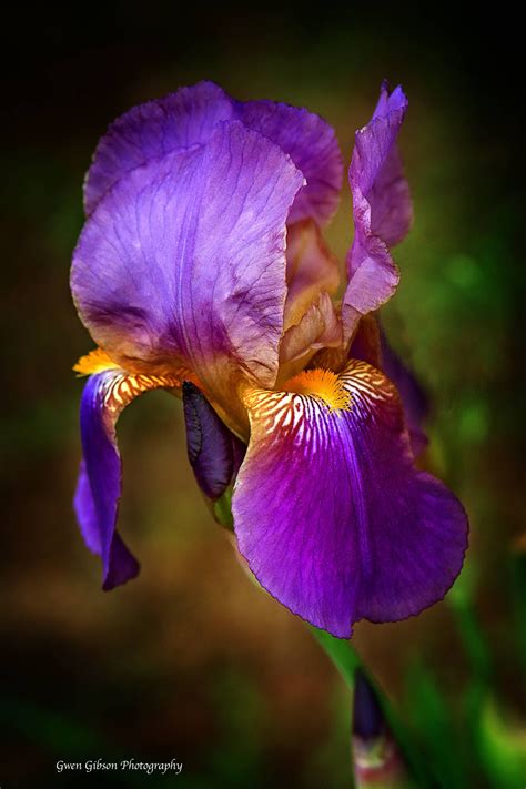 Purple Iris Flower Bearded Iris Plant Lover Gift Vibrant