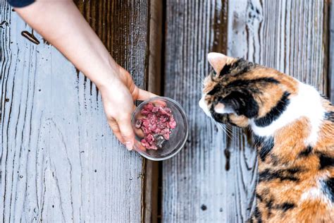 Should You Feed Stray Cats?