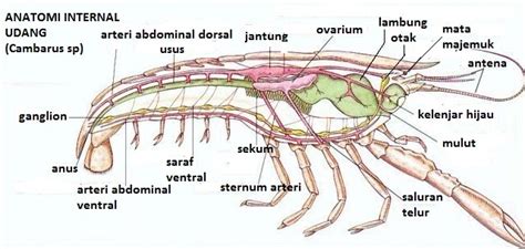 Morfologi, Anatomi, Reproduksi, Klasifikasi dan Peranan Crustacea