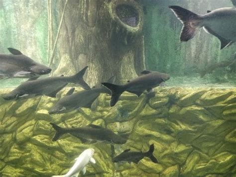 Taraporewala Aquarium | Mumbai - What to Expect | Timings | Tips - Trip ...