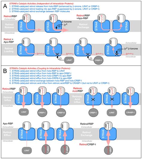 Membranes | Special Issue : Structure and Function of Membrane Receptors