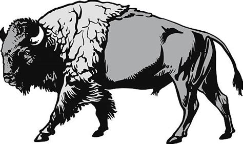 American Bison Illustrations, Royalty-Free Vector Graphics & Clip Art - iStock