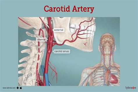 How to Perform Carotid Massage: A Step-by-Step Guide