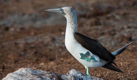 Blue-Footed Booby | Go Galapagos