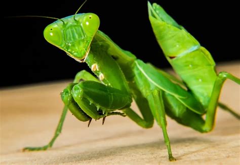 30+ Amazing Praying Mantis Facts for Kids