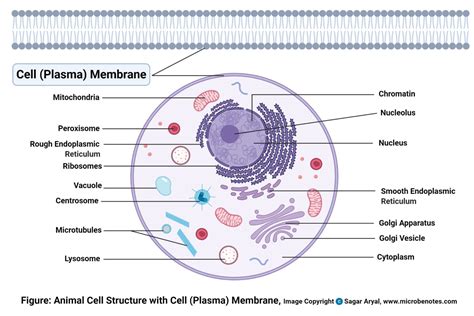 Cell Membrane Images Worksheet