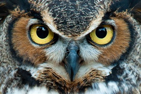 10 Fascinating Facts About Owls Not Many People Know - WorldAtlas