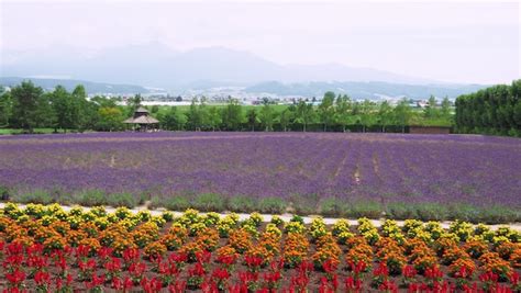 Premium Photo | Lavender fields bloom in hokkaido japan for relaxing in ...