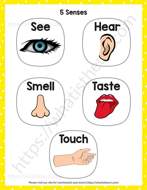 Five Senses Chart, A free printable PDF | Sense organs chart, Five senses worksheet, Lesson ...