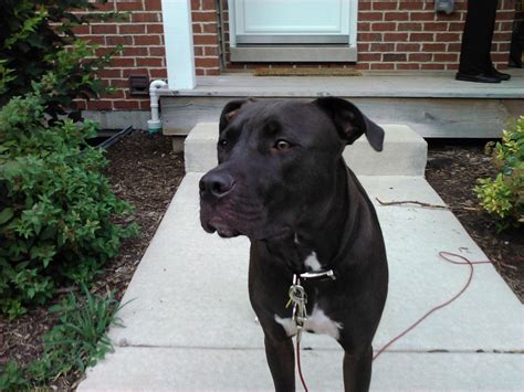 Are American Staffordshire Terrier/Lab Mixes Good Pets? - PetHelpful