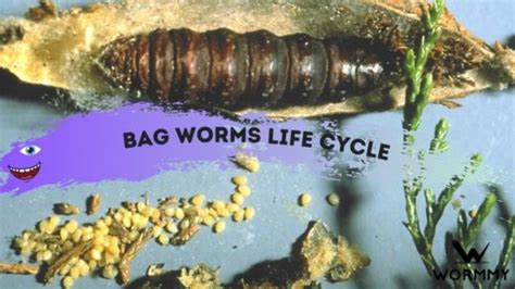 Bagworms Life Cycles - Everything You Need to Know About The Life of a ...