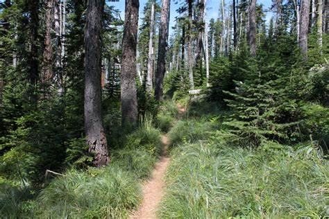 Richard Hikes: A berry and beary hike in Mount Spokane State Park