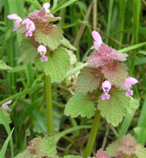 Raw Edible Plants: ﻿Red dead nettle (Lamium purpureum)