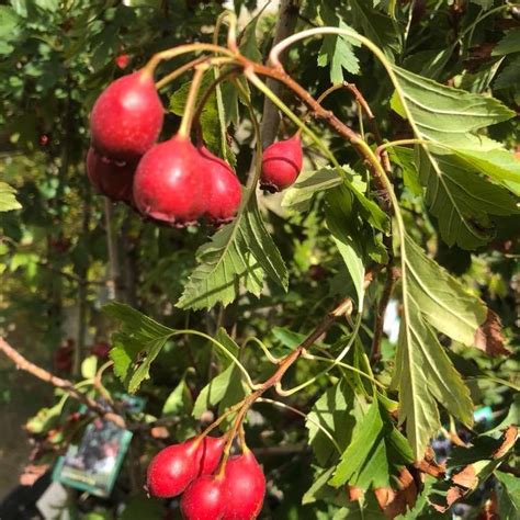 Crataegus pinnatifida major (Hawthorn)