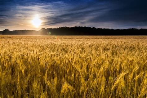 A Wheat Field in Kansas: New Beginnings of the Mind - Official Site Dan ...