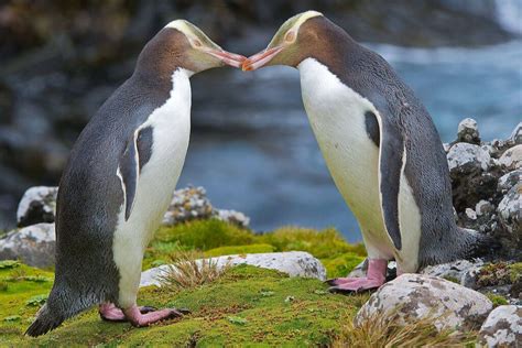 Explore Endangered Native Species Found Only In New Zealand