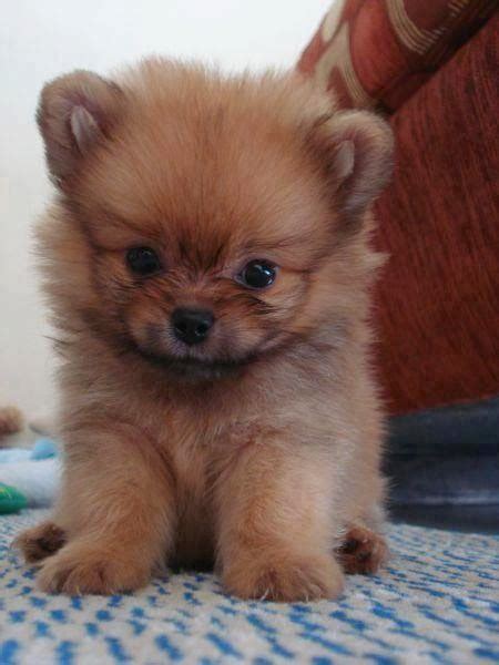 How much does a Pomeranian Puppy Cost? - Annie Many