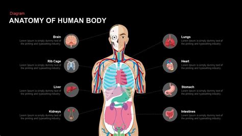 Anatomy Powerpoint Template