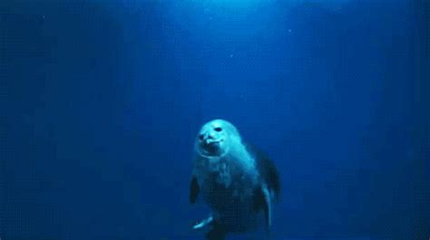 Happy Seal GIF | Animals doing funny things, Funny animals, Fish pet