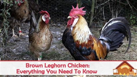 Brown Leghorn Chicken Eggs