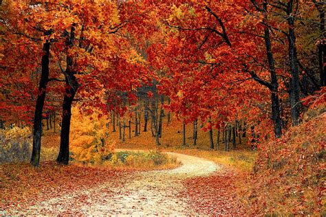 white, pathway, forest, fall, autumn, red, season, woods, nature, leaves | Pxfuel