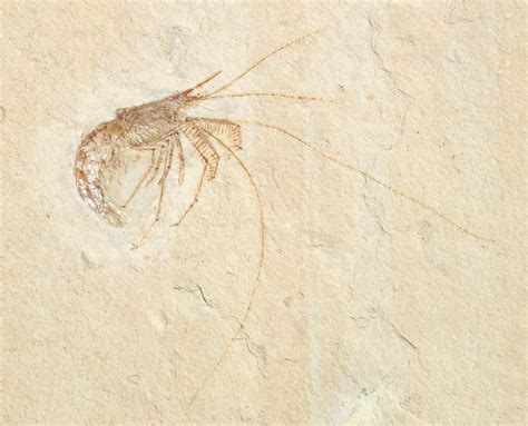 World Class Fossil Shrimp (Aeger tipularius) - Solnhofen (#15624) For Sale - FossilEra.com