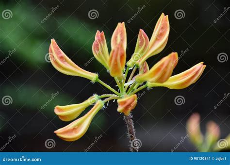 Flame azalea stock image. Image of blossom, garden, closeup - 90120841