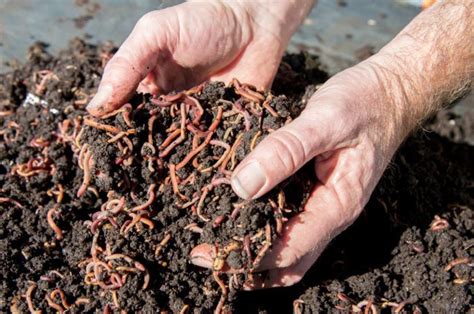 How to Make your Own Worm Compost Bin - ECHO
