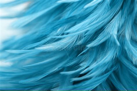 Blue Chicken Feathers in Soft and Blur Style Stock Photo - Image of line, bohemian: 162035586