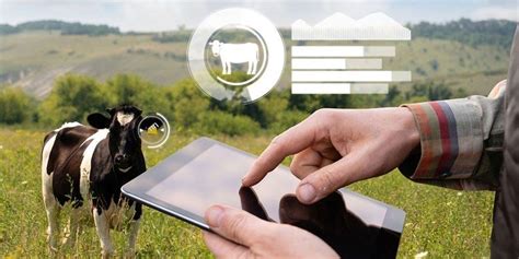 Maximizing Dairy Farm Prosperity: Cattle Identification Tags & Fintech Loans