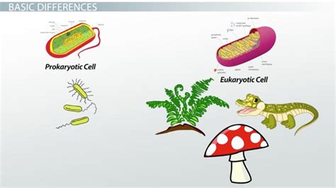 Comparative Genomics: Prokaryotes vs Eukaryotes - Lesson | Study.com